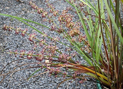 449B-1-Lomandra-multiflora-MB.jpg