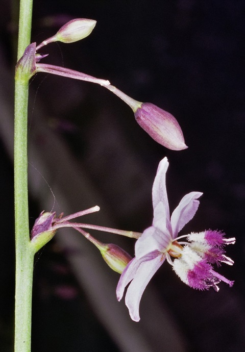 529B-2-Arthropodium-milleflorum-fl2-Peter-Kinchington.jpg