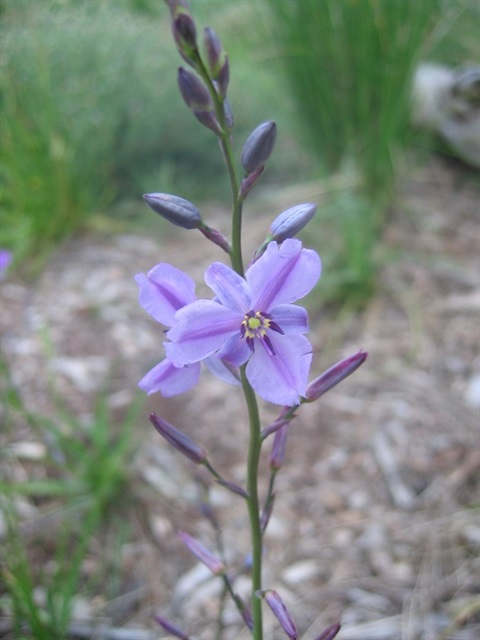 530B-4-Arthropodium-strictum-by-Shire-of-Yarra-Ranges.jpg