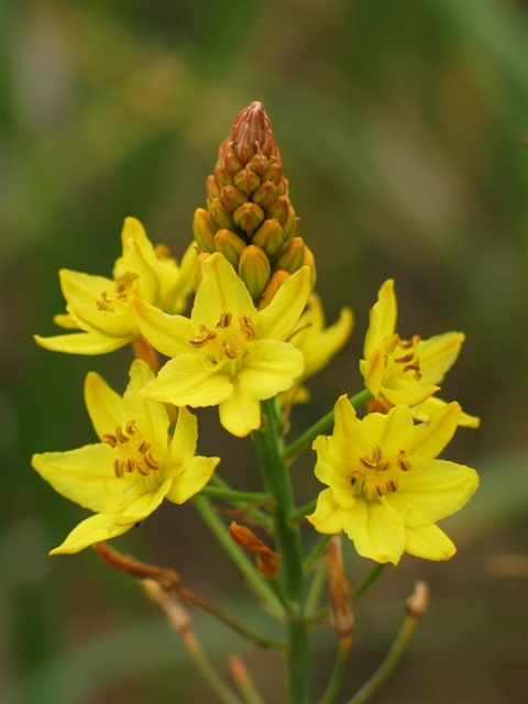 532B-2-Bulbine-bulbosa-Colleen-Miller.jpg