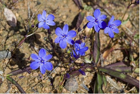 536B-2-Chamaescilla-corymbosa-fol-M-Fagg-ANBG.jpg