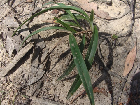 538B Dianella sp. aff. caerulea (West Gippsland) David Lockwood, Royal Botanic Gardens Board.jpg