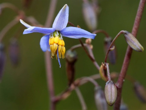 539B-2-Dianella-callicarpa-Lorraine-Phelan.jpg