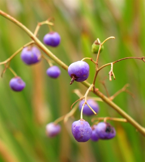 540B-3-Dianella-longifolia-var.-longifolia-fr-Colleen-Miller.jpg