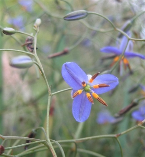 541B-2-Dianella-revoluta-Kelly-Hofert.jpg