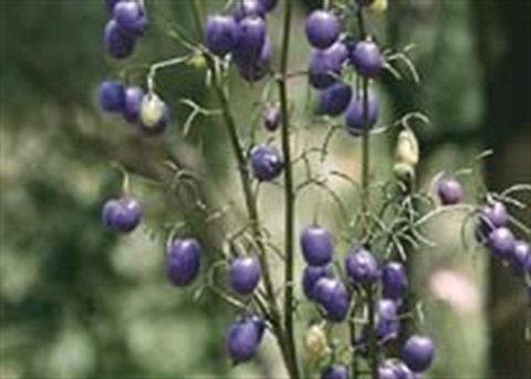 542B-4-Dianella-tasmanica-SYR.jpg