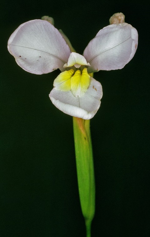 543B-2-Diplarrena-moraea-fl-2-Peter-Kinchington.jpg