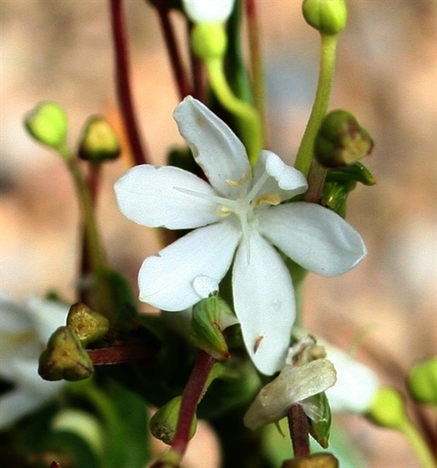 546B-2-Libertia-pulchella-fl-Marilyn-Gray.jpg