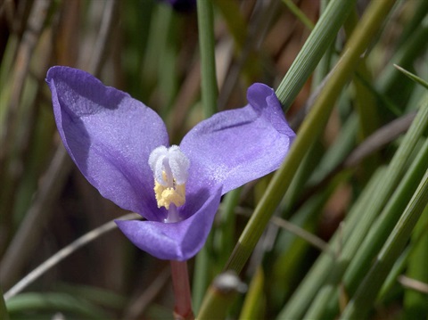 547B-2-Patersonia-fragilis-fl-Lorraine-Phelan.jpg