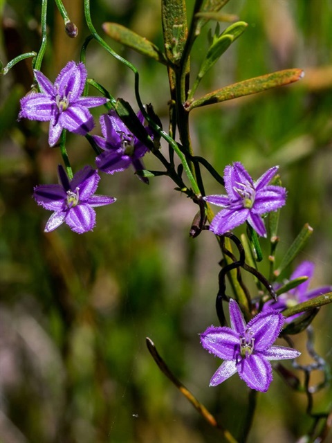 550B-1-Thysanotus-patersonii-David-Francis.jpg