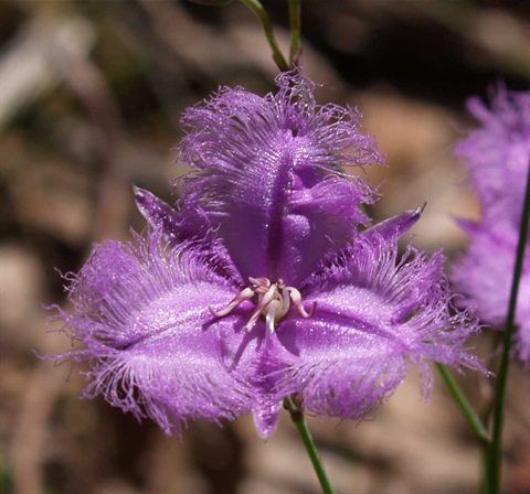 551B-2-Thysanotus-tuberosus-fl-Heales-Sanc.jpg