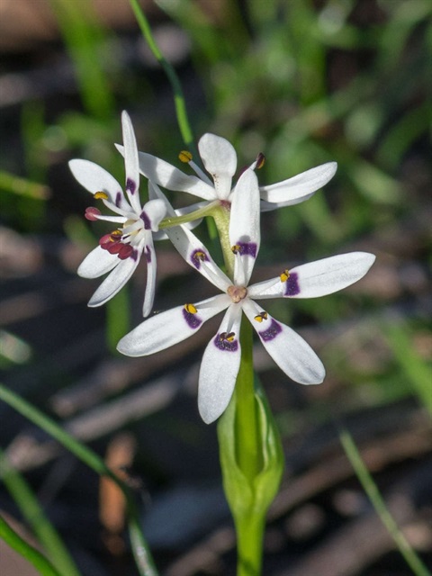 553B-2-Wurmbea-dioica-ssp.-dioica-male-David-Francis.jpg