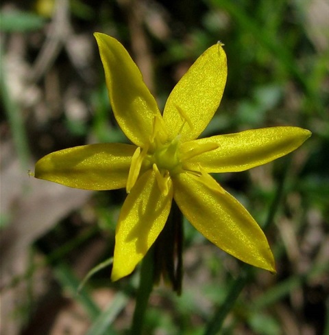 554B-2-Hypoxis-hygrometrica-var.-hygrometrica-hab-Richard-Hartland.jpg