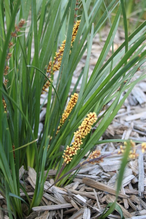 711B-2-Lomandra-longifolia-var.-exilis-MB.jpg