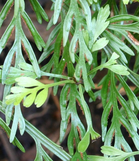 623B-4-Asplenium-bulbiferum-bulbil-Marilyn-Gray.jpg