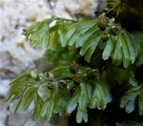 630B-2-Hymenophyllum-cupressiforme-sp-Neil-Blair.jpg