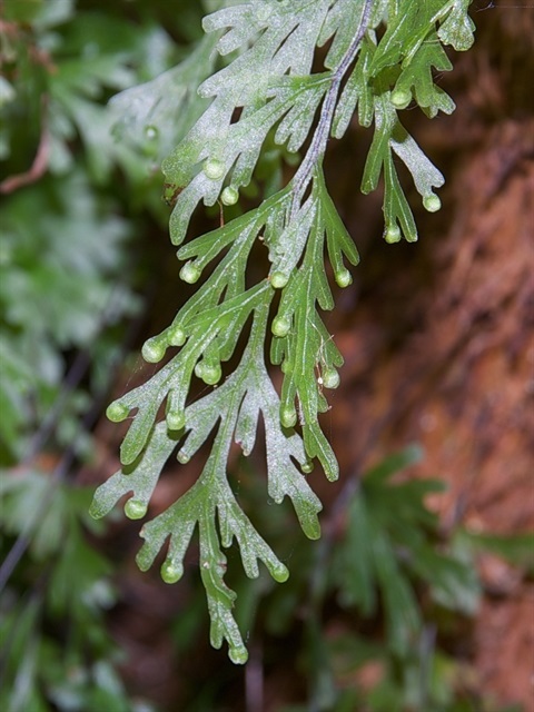 631B-2-Hymenophyllum-flabellatum-hab-David-Francis.jpg