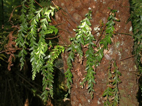 636B-3-Tmesipteris-obliqua-Neville-Walsh.jpg