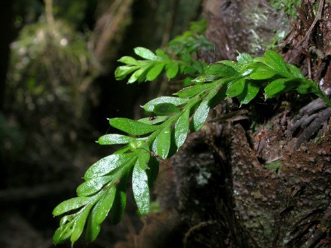 741B-3-Tmesipteris-ovata-Neville-Walsh.jpg