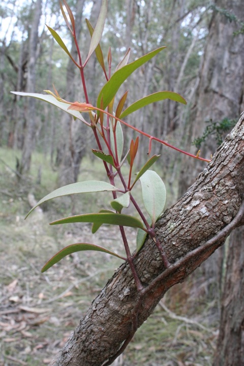 620B-2-Muellerina-eucalyptoides-stem-Marilyn-Gray.jpg