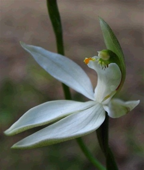 483B-3-Caladenia-catenata-fl-Cathy-Powers.jpg