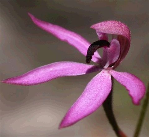 484B-3-Caladenia-congesta-fl-3-Cathy-Powers.jpg