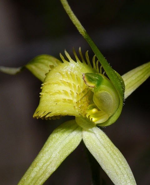 485B-2-Caladenia-flavovirens-Colin-Mischa-Rowan.jpg