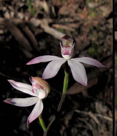 486B-3-Caladenia-moschata-RH.jpg