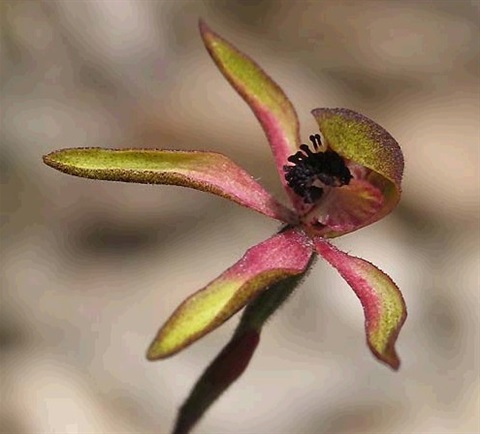 487B-2-Caladenia-iridescens-fl-Cathy-Powers.jpg