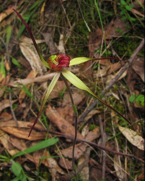 488B-2-Caladenia-oenochila-RH.jpg