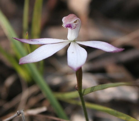 490B-3-Caladenia-praecox-D.-Allan.jpg