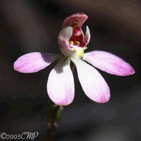 491B-2-Caladenia-pusilla-fl-Cathy-Powers.jpg