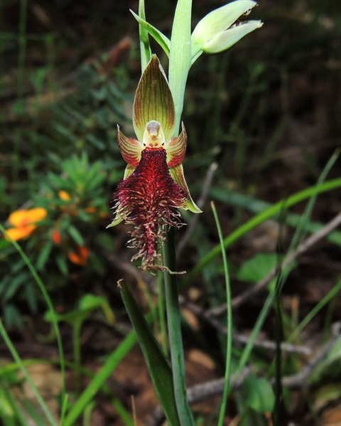 492B-2-Calochilus-robertsonii-fl-Cathy-Powers.jpg