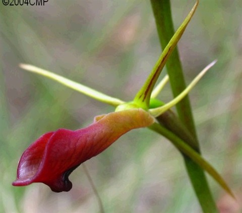 497B-2-Cryptostylis-subulata-fl-Cathy-Powers.jpg