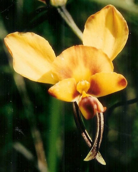 499B-2-Diuris-orientis-fl-John-Knight.jpg