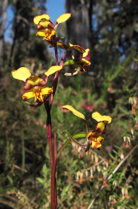 500B-2-Diuris-pardina-fl2-Richard-Hartlands.jpg