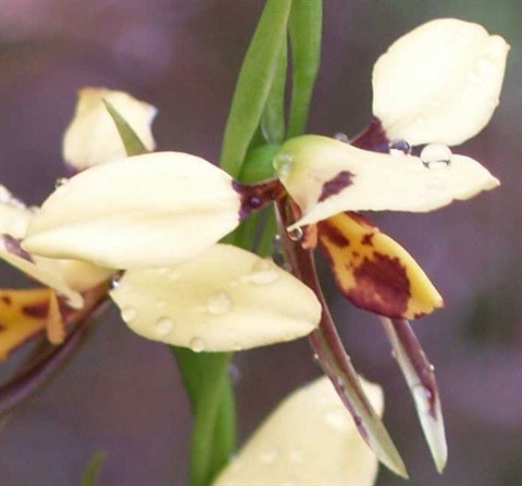 501B-2-Diuris-sulphurea-fl-Cathy-Powers.jpg