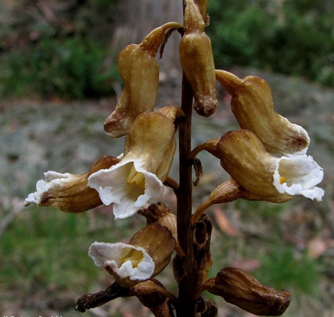 502B-2-Gastrodia-procera-fl-Richard-Hartlands.jpg