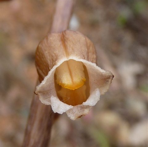 503B-3-Gastrodia-sesamoides-fl-Neil-Blair-RBG.jpg