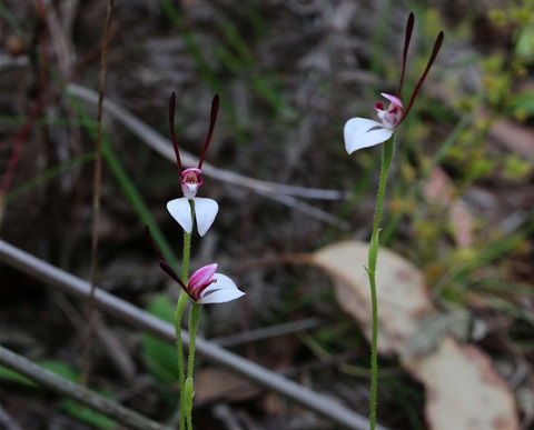 505B-2-Leptoceras-menziesii-Lorraine-Phelan.jpg