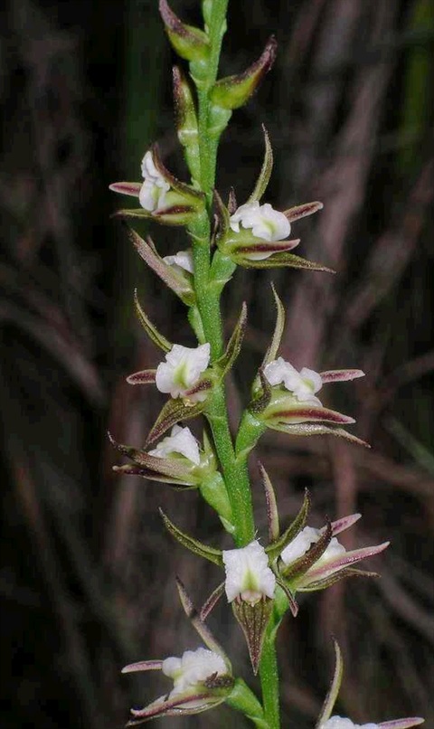 509B-2-Prasophyllum-odoratum-fl-Colin-Rowan.jpg