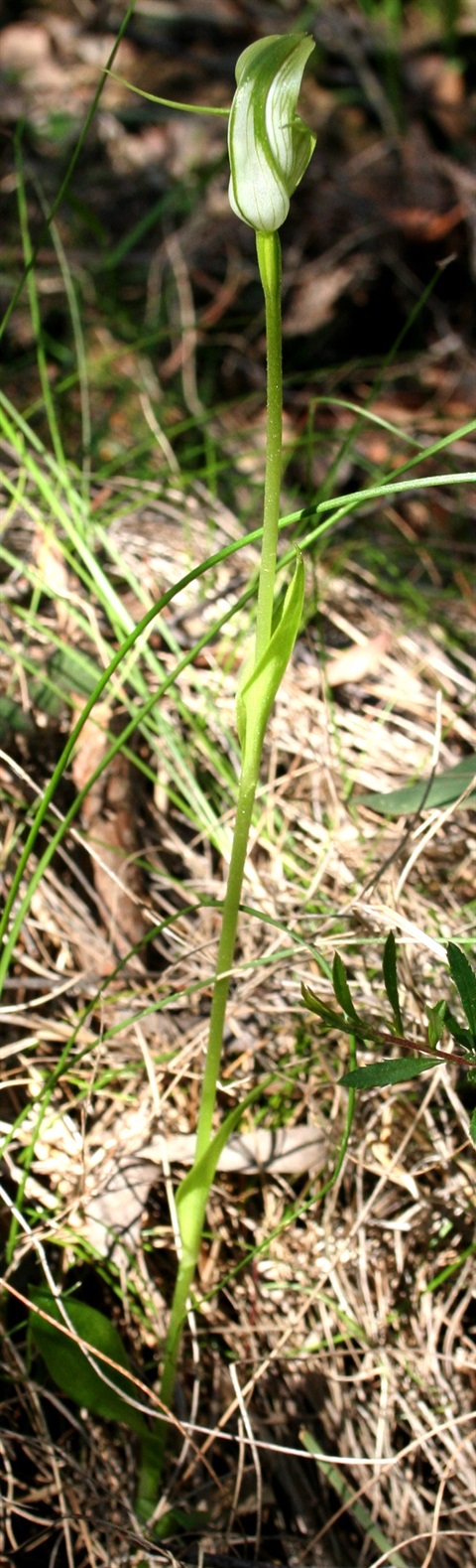 510B-1-Pterostylis-alpina-hab-Marilyn-Gray.jpg