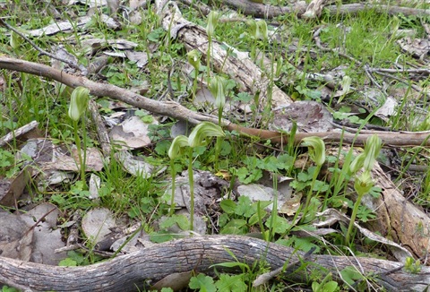 511B-1-Pterostylis-curta-hab-Neil-Blair-RBG.jpg