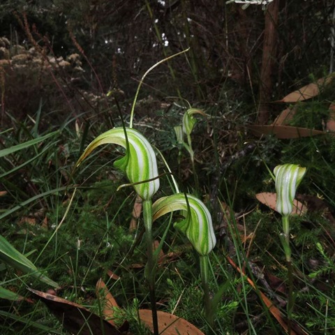 512B-1-Pterostylis-decurva-hab-2-Cathy-Powers.jpg