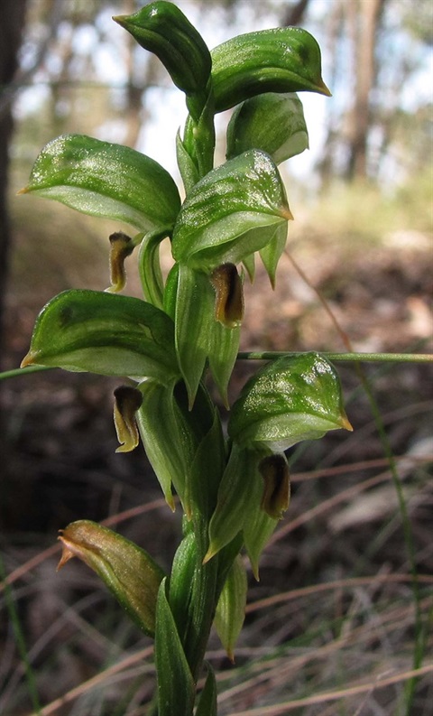 513B-3-Pterostylis-grandiflora-Richard-Hartlands.jpg