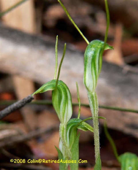 514B-2-Pterostylis-nana-Colin-Rowan.jpg