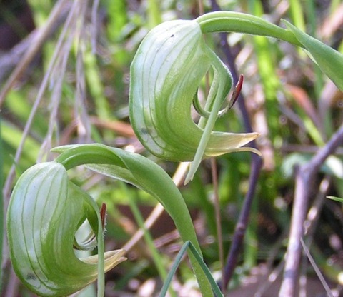 515B-2-Pterostylis-nutans-Barry-Sheffield.jpg