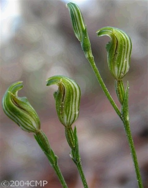 516B-2-Pterostylis-parviflora-fl-Cathy-Powers.jpg