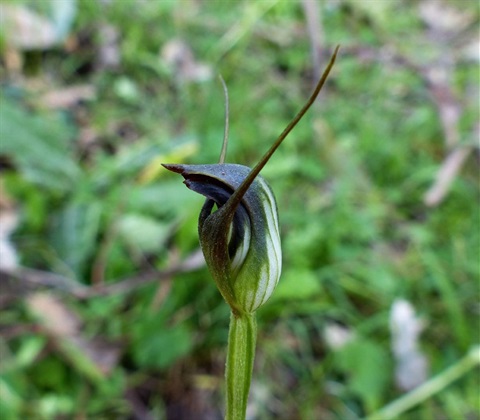 517B-2-Pterostylis-pedunculata-Neil-blair.jpg