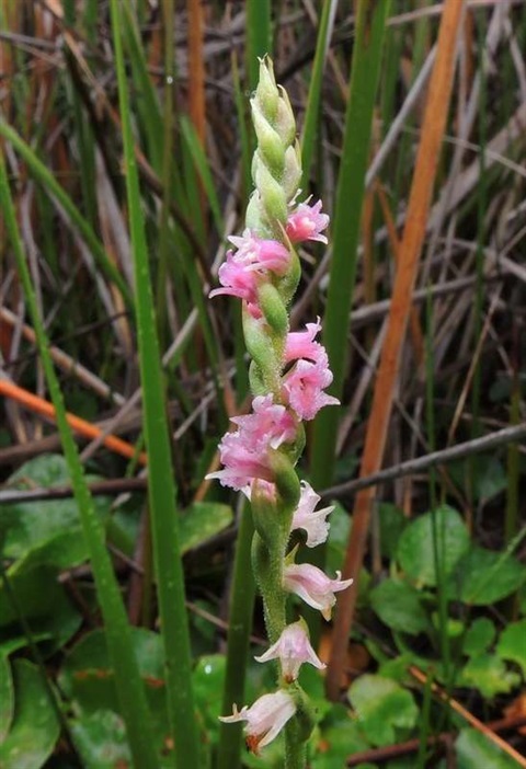 518B-2-Spiranthes-australis-fl-2-Cathy-Powers.jpg